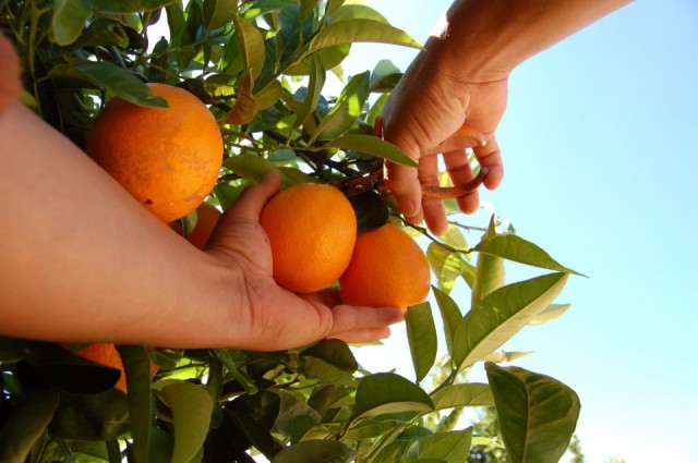 Fotolia_21574988_Subscription_Monthly_M-960x638